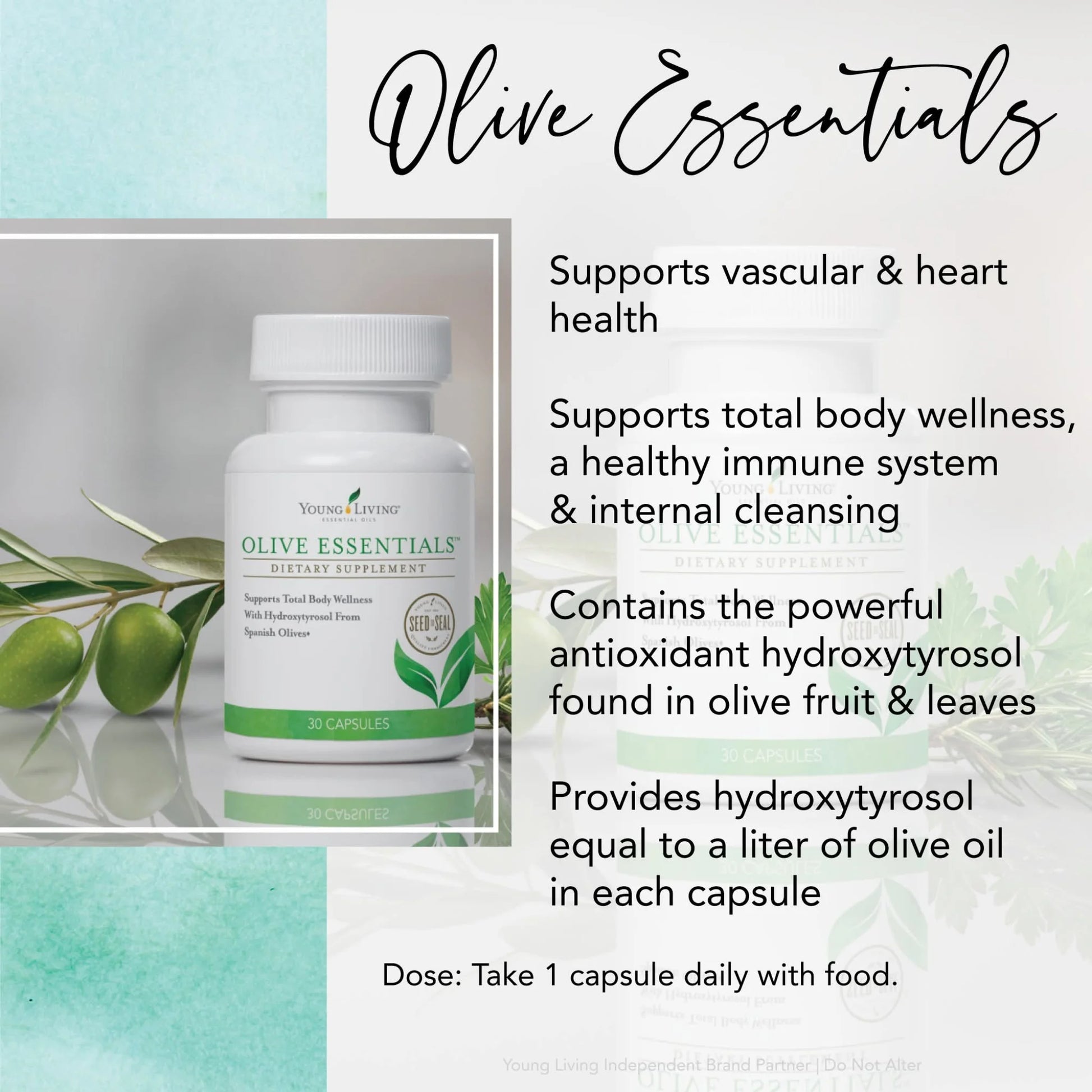 Grafische uitleg over Olive Essentials van Young Living: ondersteunt hart- en vaatgezondheid, een sterk immuunsysteem én draagt bij aan een gladde huid, celvernieuwing en gezonde botstructuur dankzij antioxidanten uit olijven.