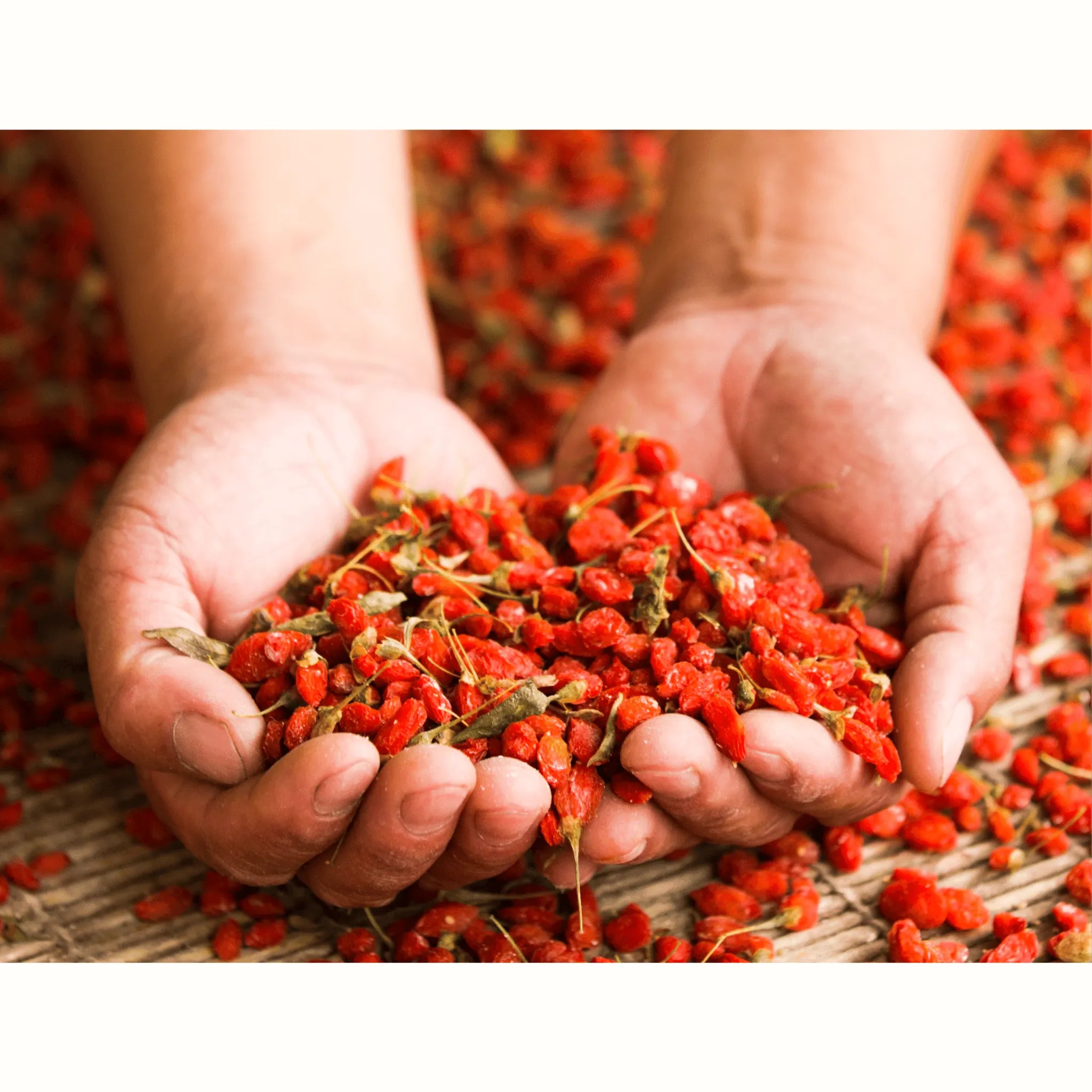 Handen vol verse gedroogde gojibessen (wolfberries), een krachtige antioxidant uit de Ningxia-provincie, gebruikt in NingXia Red ter ondersteuning van energie, immuniteit en celgezondheid.