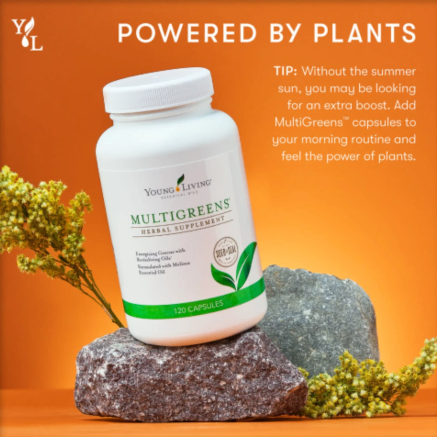 Reinigend supplement met alfalfa en spirulina – natuurlijke energieboost voor drukke dagen